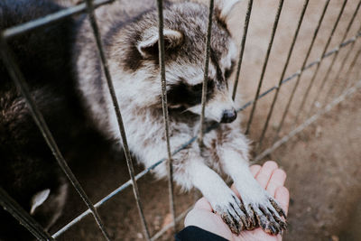 Close-up of dog in cage