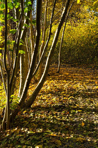 Trees growing in forest during autumn