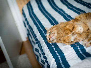 Cat sleeping on blanket