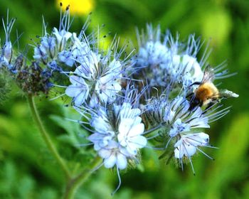 Close-up of bee on wildflower