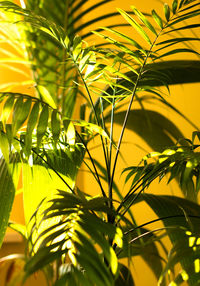 Close-up of yellow plant