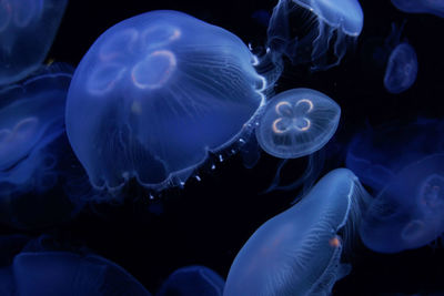 Close-up of jellyfish swimming in sea