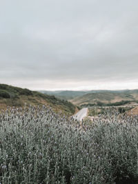 Close-up of flowering plants on field against sky