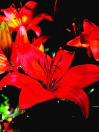 Close-up of red flowers blooming outdoors