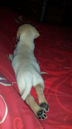 domestic animals