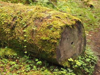 High angle view of moss covered on fallen tree trunk in forest