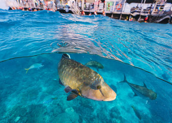Cheilinus undulatus, maori wrasse humphead fish in australia