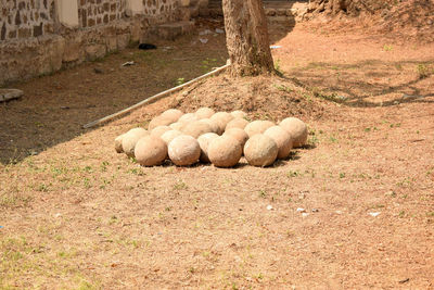 Hay bales on field