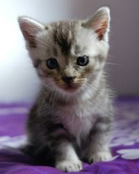 Close-up portrait of kitten sitting at home