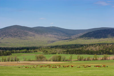 Sheep grazing on field by mountains against sky