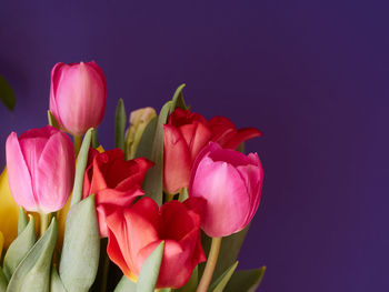 Close-up of pink tulips against blue background