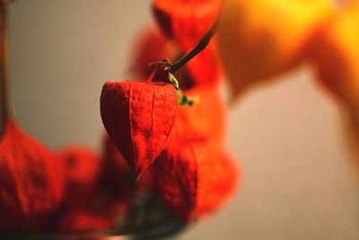 Close-up of red winter cherry