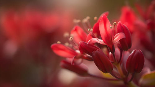 Close-up of red flowering plant