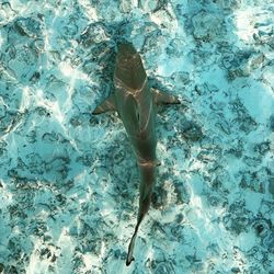 High angle view of fish swimming in sea