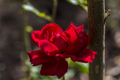 Close-up of red rose