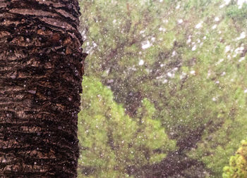 Close-up of pine trees in forest