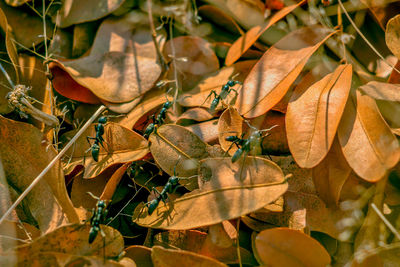 Close-up of dry leaves