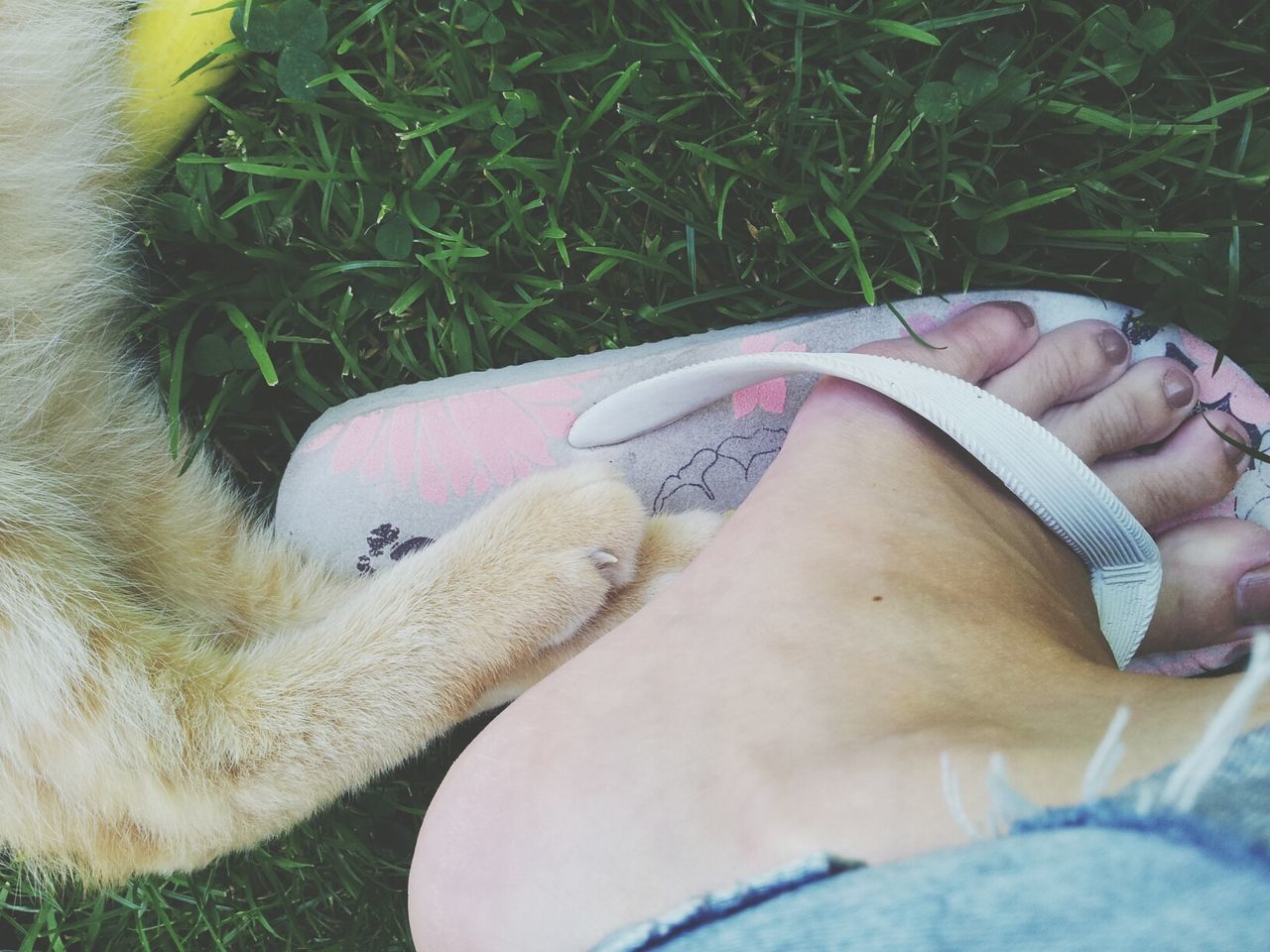low section, person, grass, high angle view, animal themes, relaxation, lying down, resting, personal perspective, part of, one animal, field, relaxing, unrecognizable person, leisure activity, human foot
