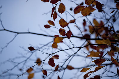 Low angle view of tree against sky