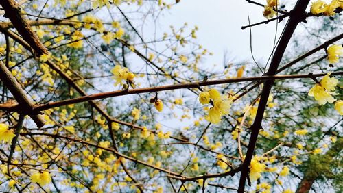 Plum flower