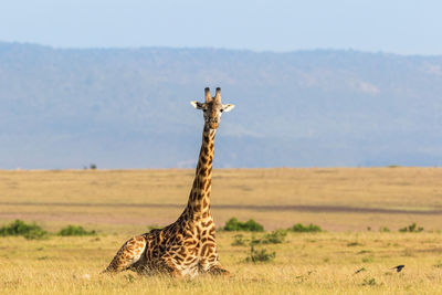 Giraffe on landscape against sky