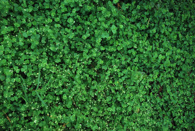 Full frame shot of leaves
