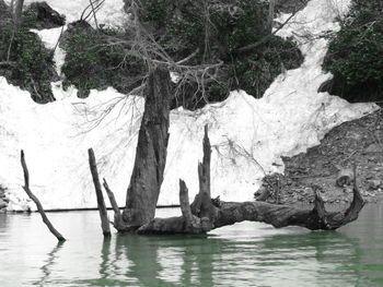 Trees growing in water