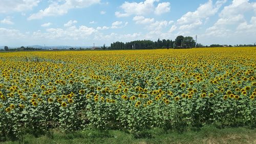 Scenic view of oilseed rape field against sky