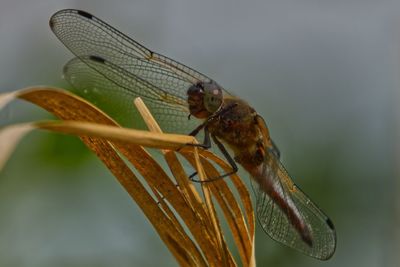 Close-up of dragonfly on twig