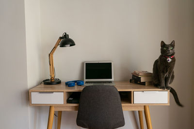 Cat looking at camera on table at home