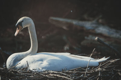 Close-up of swan