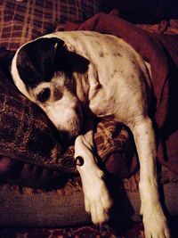 Close-up of dog sleeping