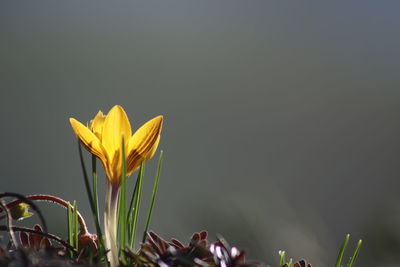 Close-up of yellow crocus