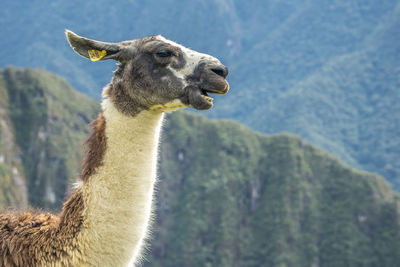 Side view of llama sitting on field against mountains