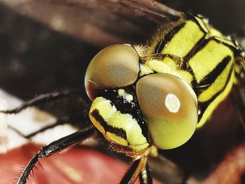 Close-up of fly