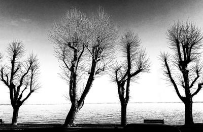 Bare trees by sea against clear sky
