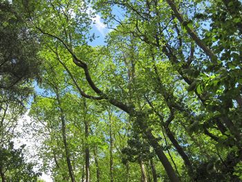 Low angle view of trees against sky