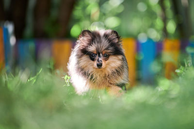 Portrait of dog