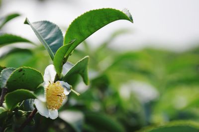 Close-up of white flowering plant