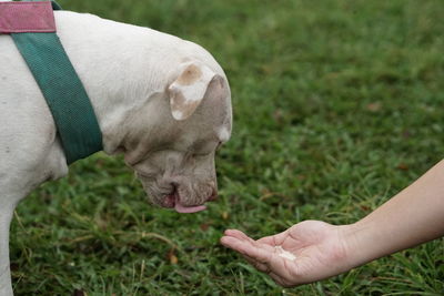 Midsection of man feeding horse