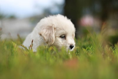 Close-up of puppy on grass