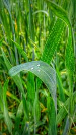 Close-up of grass with dew drops