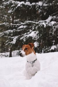 Dog on snow covered field