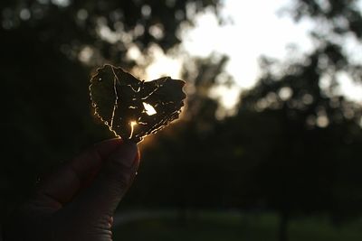 Close-up of cropped hand holding plant