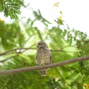 Bird perching on a tree