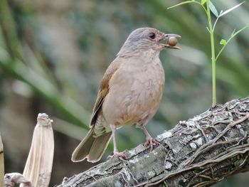 Close-up of bird perching outdoors