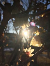 Close-up of sunlight streaming through leaves