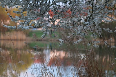 Scenic view of lake by trees