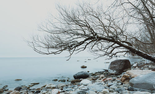 Tree leaning over water on the rocky shoreline of a lake in winter.