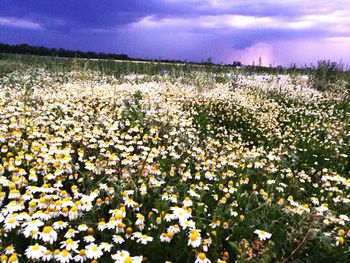 Flowers blooming on field against sky